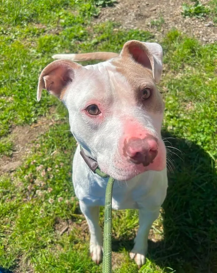 A young medium-sized female Pit Bull Terrier dog named Angel for adoption in Stamford, CT