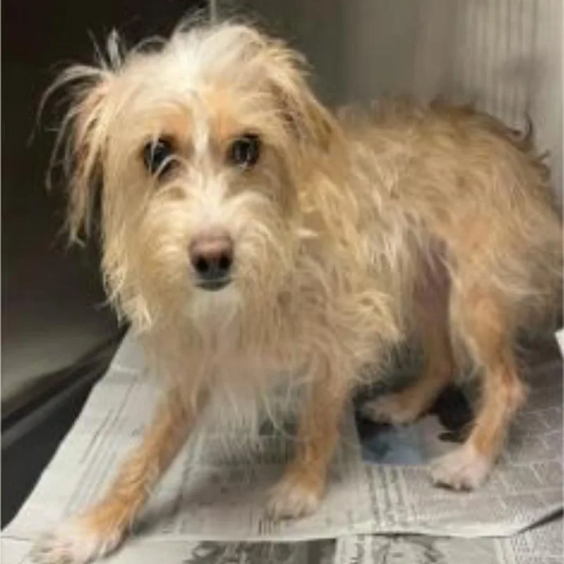 A young small-sized female Yellow / Tan / Blond / Fawn Cairn Terrier dog named Mugi Snapdragon for adoption in Apple Valley, CA