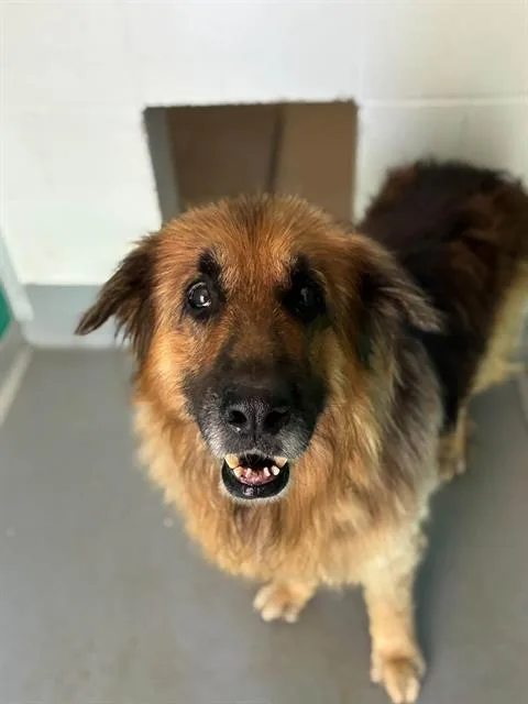 An adult large-sized male German Shepherd Dog dog named Yosmite Sam for adoption in Visalia, CA