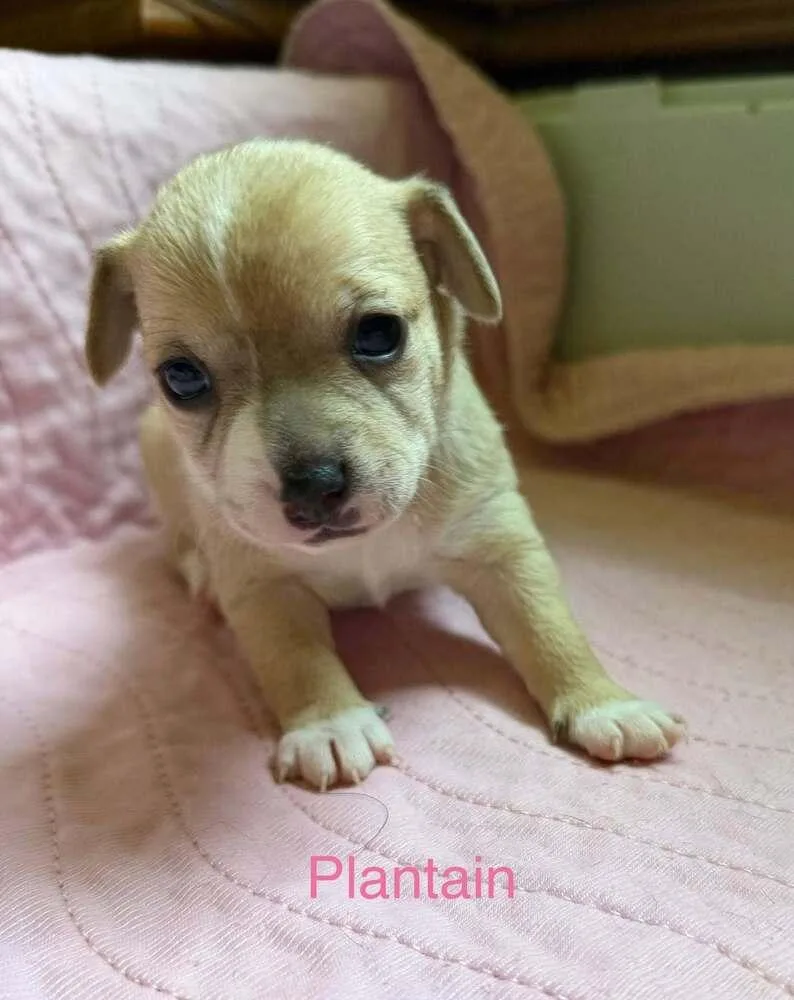 Plantain thumbnail 3