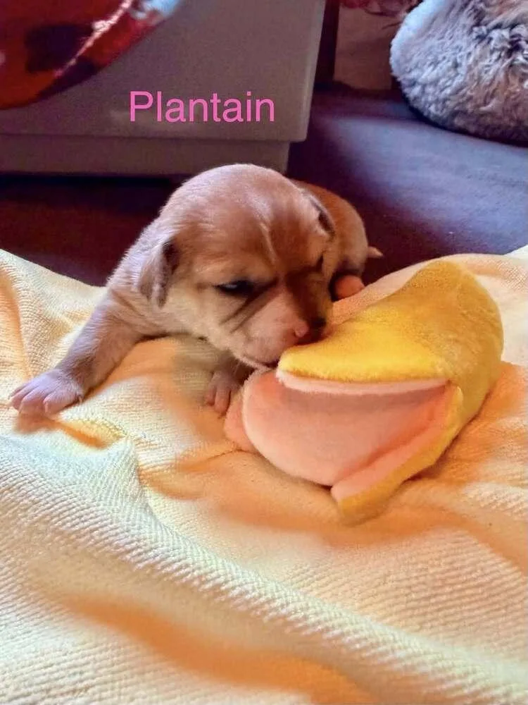 Plantain thumbnail 5