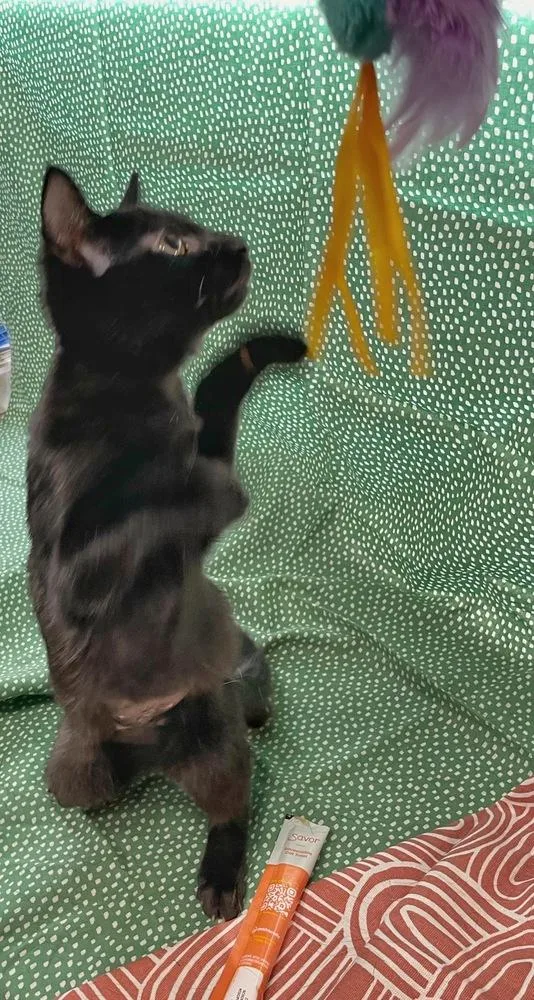 A baby small-sized female Black Domestic Short Hair cat named Kinkajou for adoption in Omaha, NE