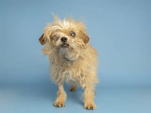 An adult small-sized female Cairn Terrier dog named Juniper for adoption in Phoenix, AZ
