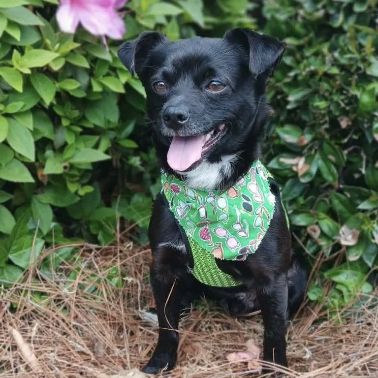 Mackenzie thumbnail 2