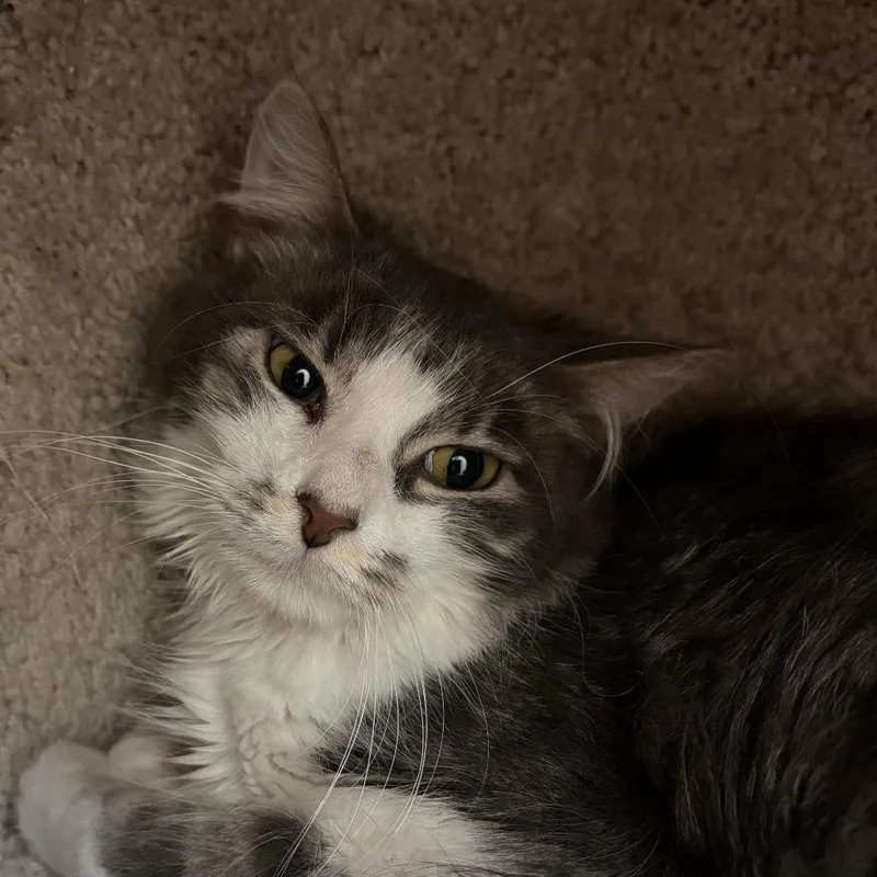 An adult medium-sized female Gray / Blue / Silver Domestic Medium Hair cat named Ruger for adoption in Naperville, IL
