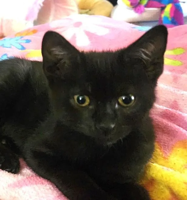 A baby small-sized male Domestic Short Hair cat named Tock for adoption in Burbank, CA