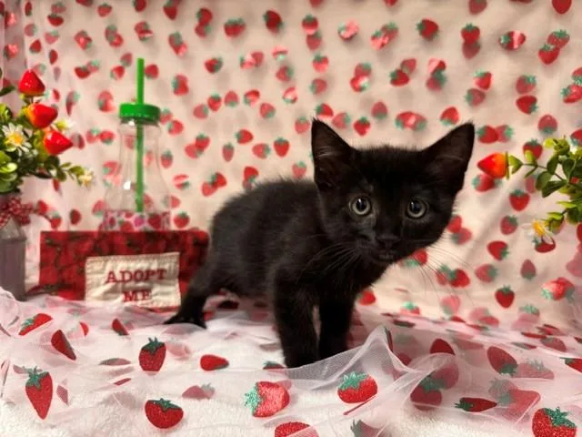 A baby small-sized male Domestic Short Hair cat named Orion for adoption in Fairfield, CA