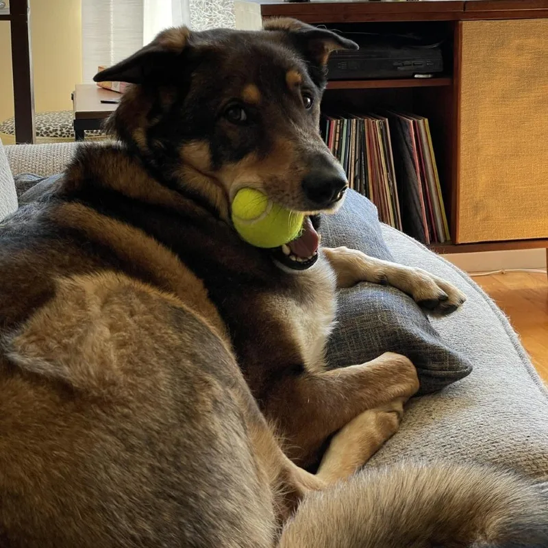 An adult small-sized male Brown / Chocolate Australian Cattle Dog / Blue Heeler dog named Gusgus  Home to for adoption in South Elgin, IL