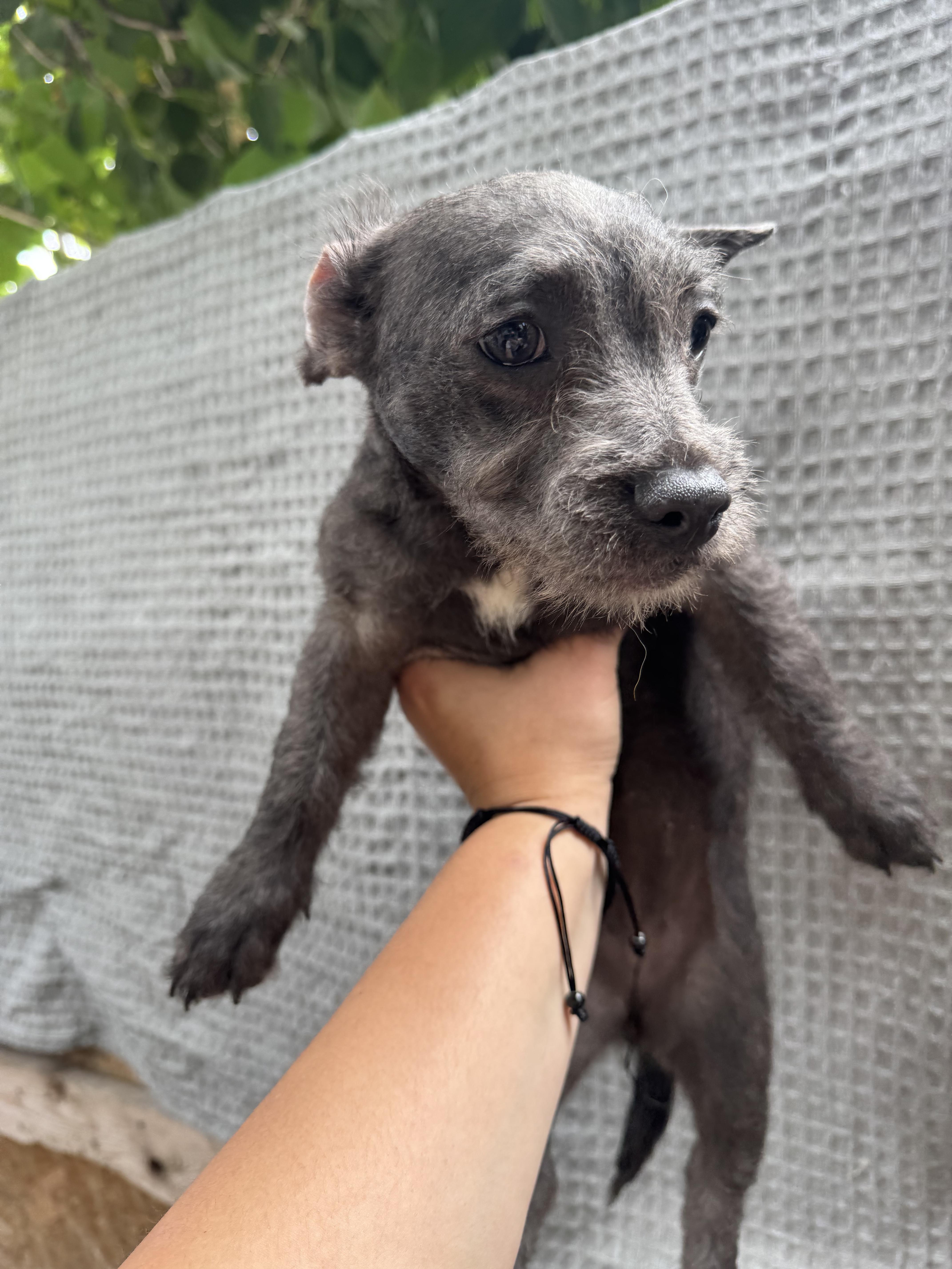 A baby small-sized female Gray / Blue / Silver Terrier dog named Nala for adoption in Los Angeles, CA