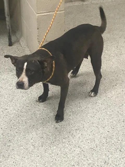 A young large-sized female Pit Bull Terrier dog named Chantilly for adoption in Conroe, TX