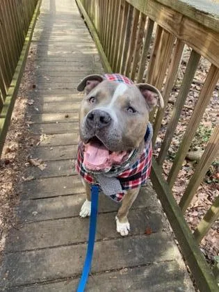 Rocket Apollo thumbnail 2