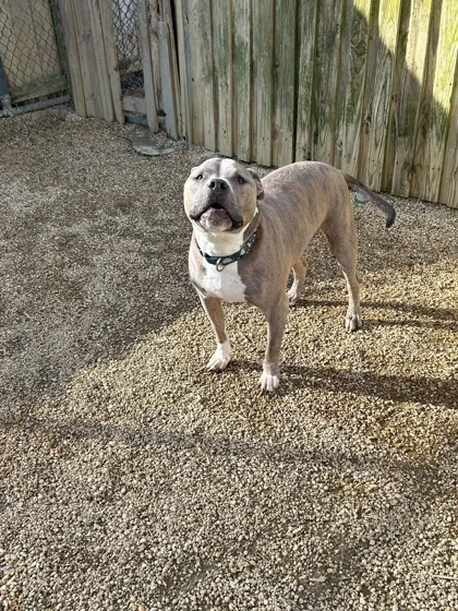 Rocket Apollo thumbnail 3