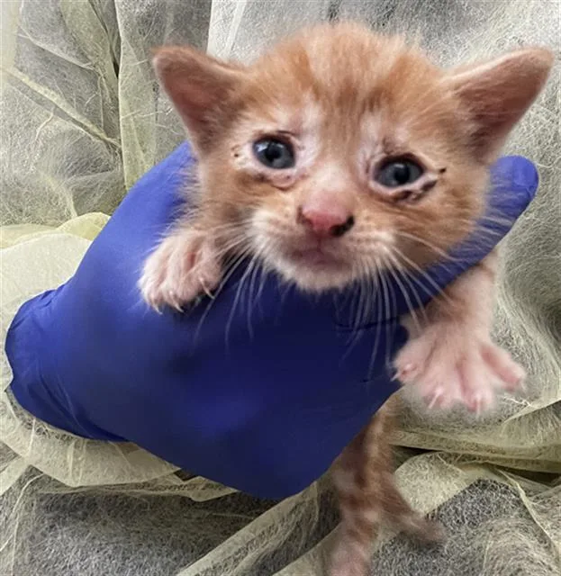 A baby medium-sized female Domestic Short Hair cat named Kia for adoption in Dallas, TX