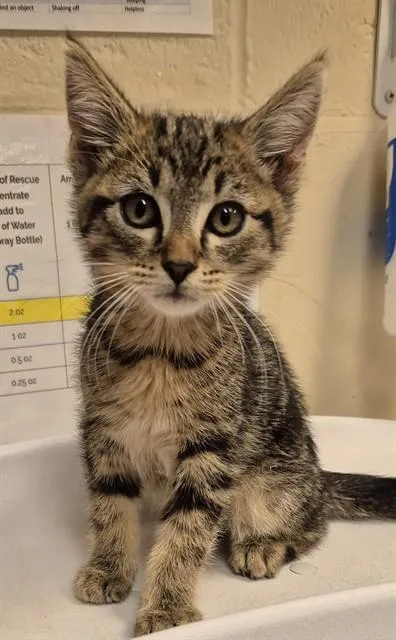 A baby small-sized male Domestic Short Hair cat named Riff for adoption in Lodi, CA