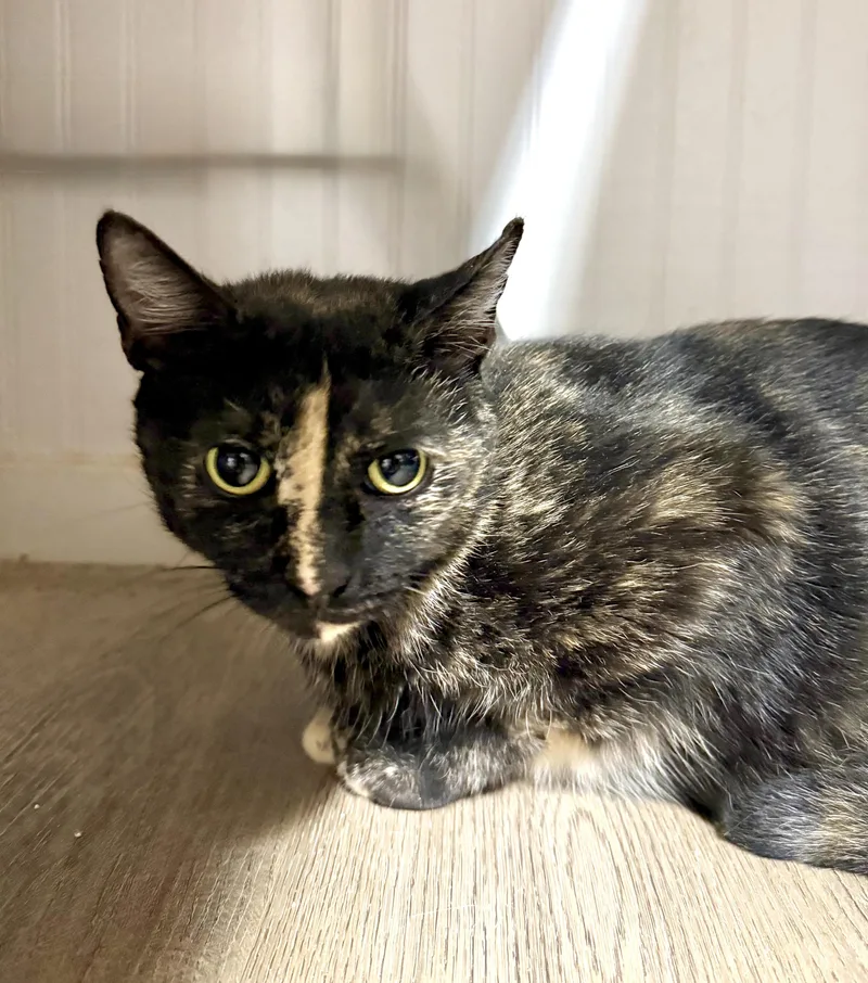 A young medium-sized female Domestic Short Hair cat named Sunshine for adoption in Buena Vista, VA