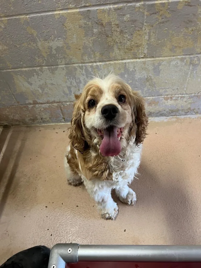An adult medium-sized male Cocker Spaniel dog named Teddy for adoption in Troy, OH