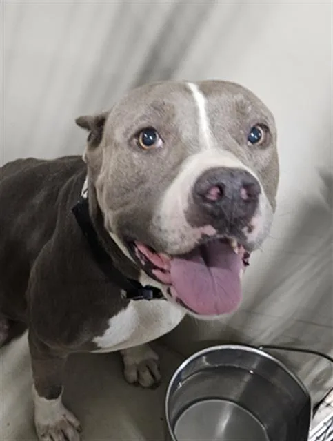 An adult medium-sized female White / Cream Pit Bull Terrier dog named Daisee for adoption in Thousand Oaks, CA