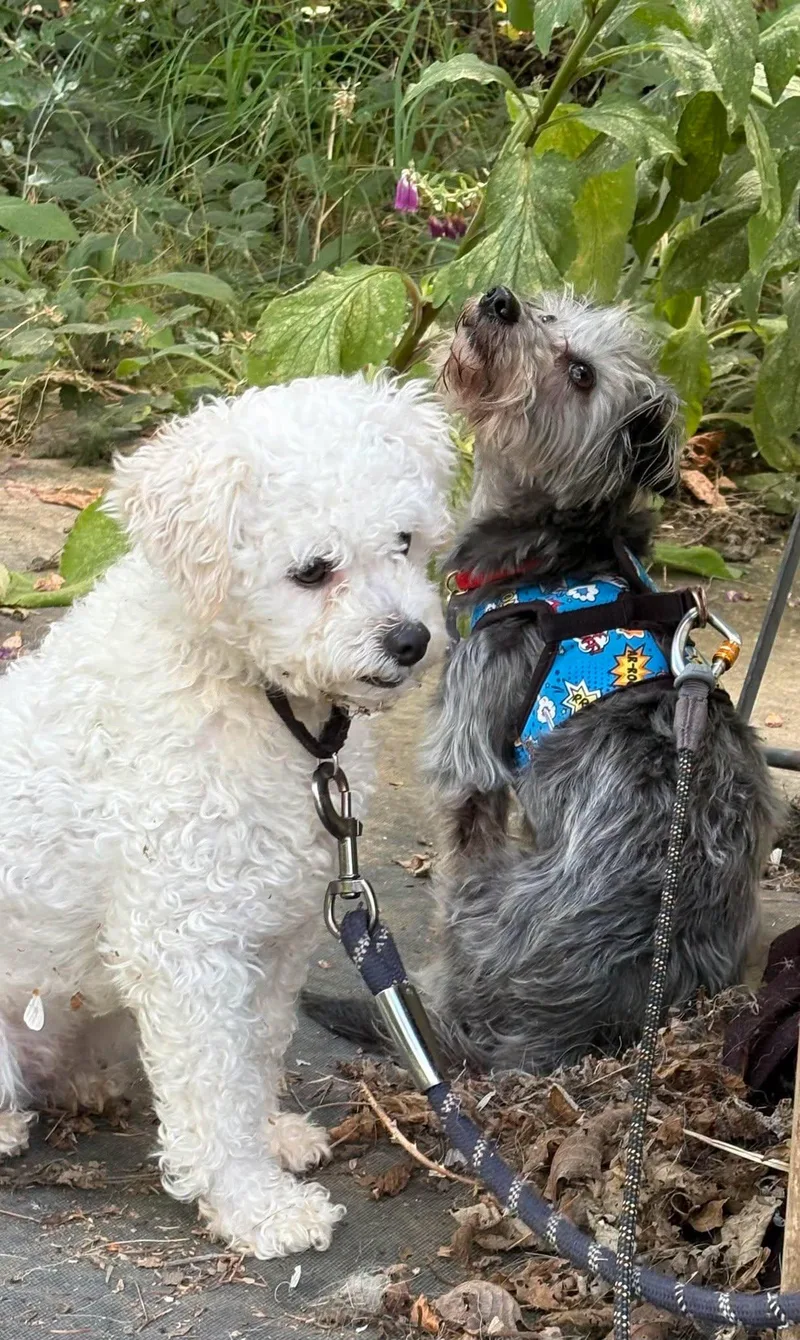An adult small-sized female Yorkshire Terrier dog named Maggie for adoption in Portland, OR