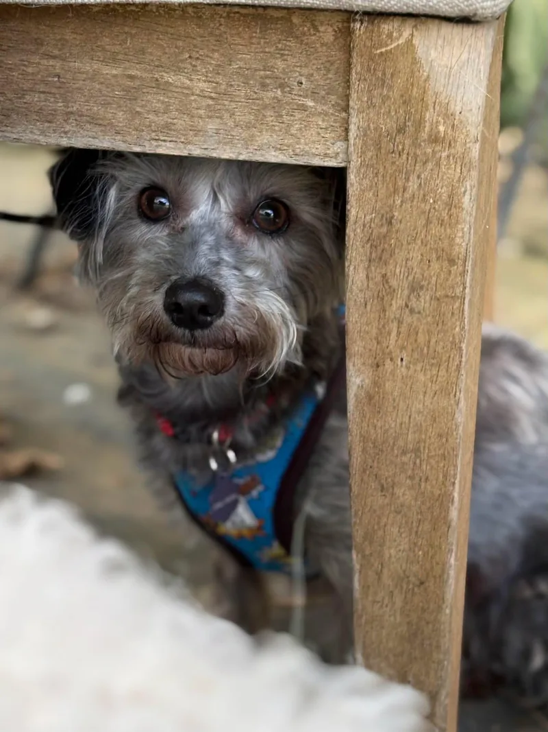 Maggie thumbnail 3