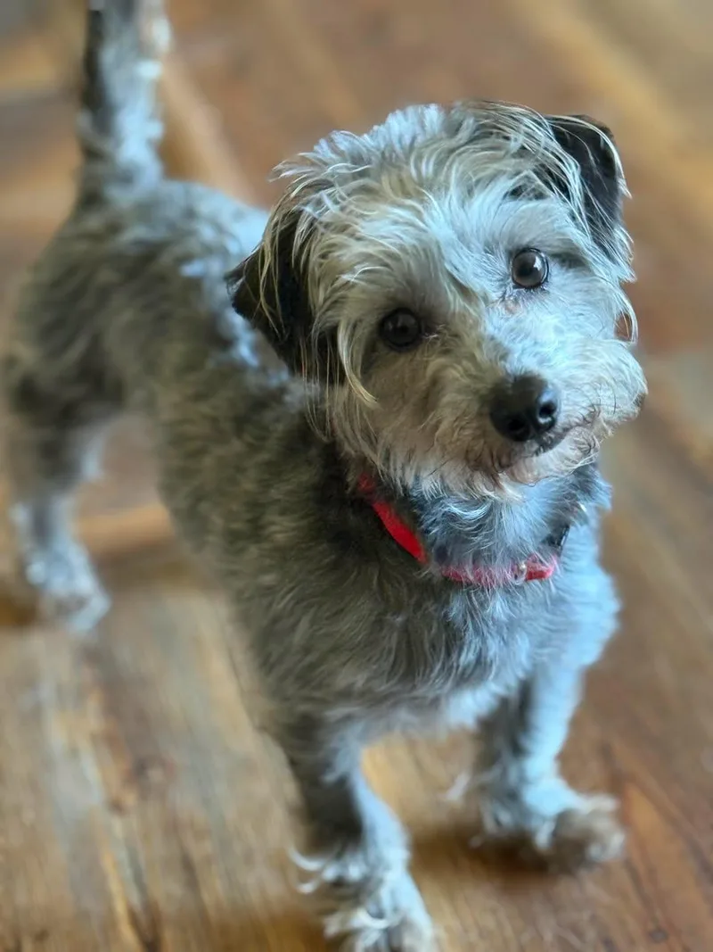 Maggie thumbnail 6