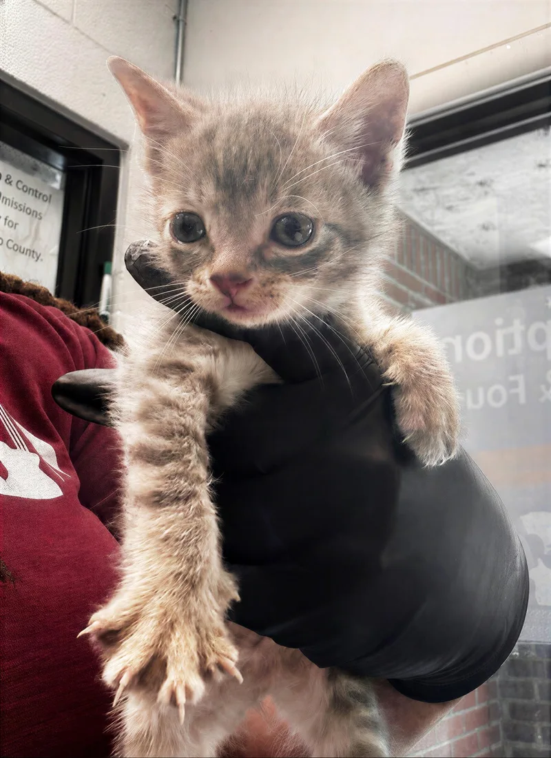 A baby medium-sized female Dilute Calico Domestic Short Hair cat named Ethel for adoption in Nashville, TN