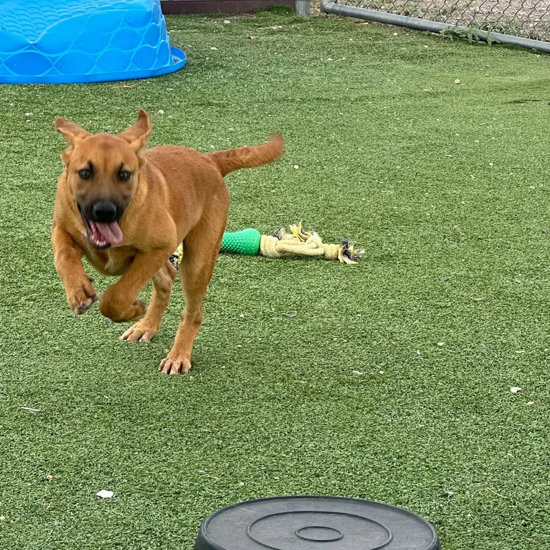 A baby large-sized male Shepherd dog named Homer for adoption in Truth or Consequences , NM