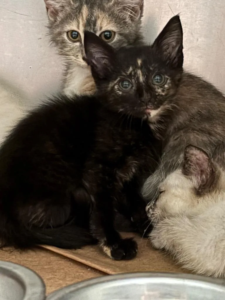 A baby large-sized female Domestic Short Hair cat named Vega for adoption in Cartersville , GA
