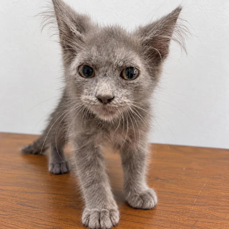 A baby small-sized female Gray / Blue / Silver Domestic Short Hair cat named Fungi for adoption in Austin, TX