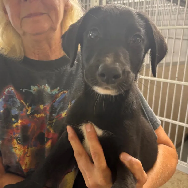 A baby medium-sized male Black Labrador Retriever dog named Pawpeye for adoption in Pennsville, NJ