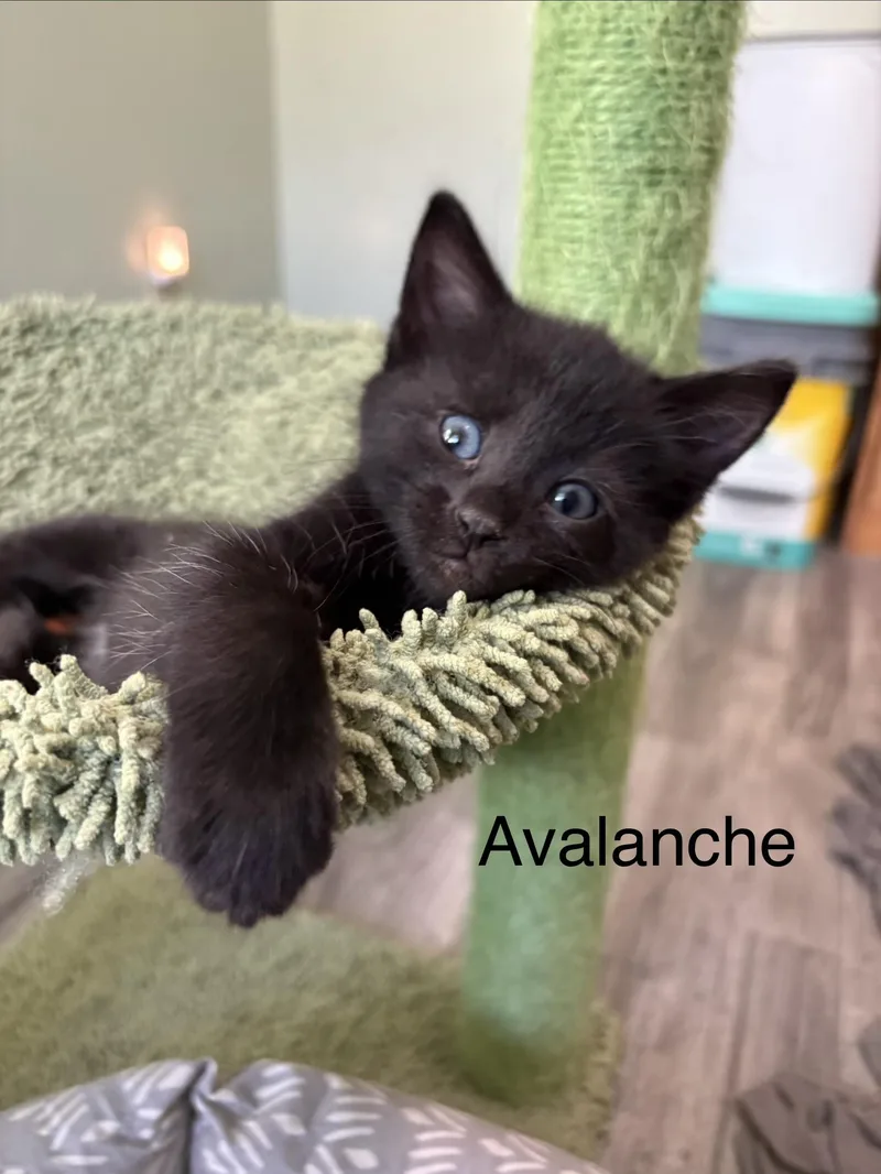 A baby medium-sized male Black Domestic Short Hair cat named Avalanche for adoption in Geneseo, IL