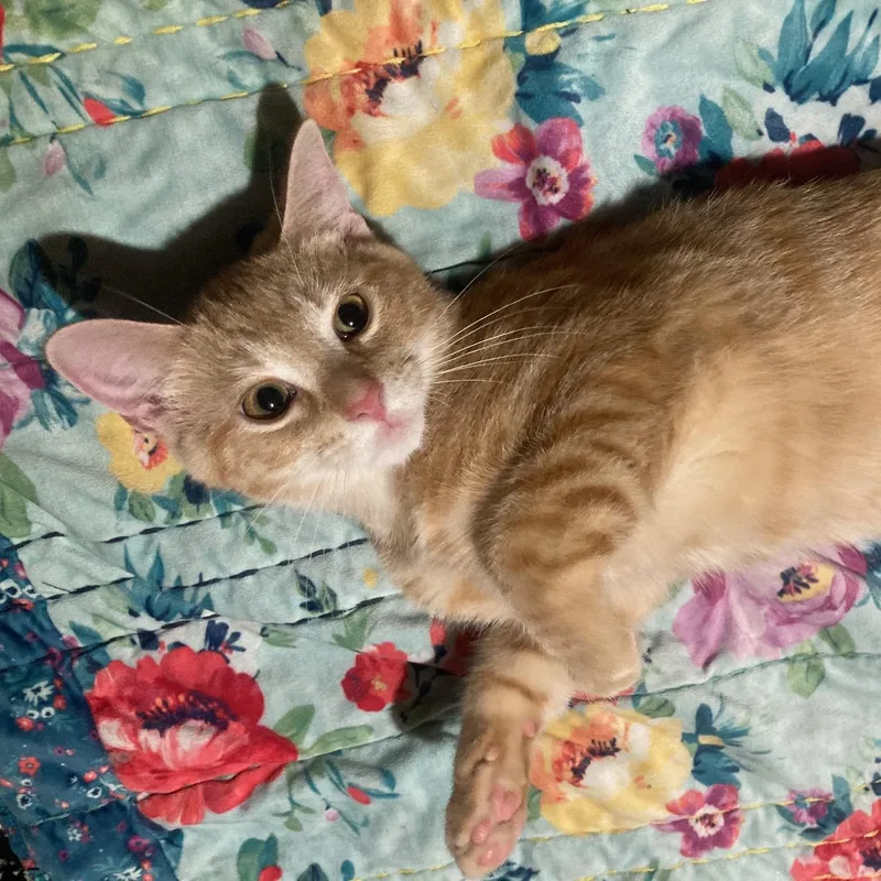 A baby medium-sized male Tabby (Orange / Red) Domestic Short Hair cat named Pecan for adoption in Lake Orion, MI