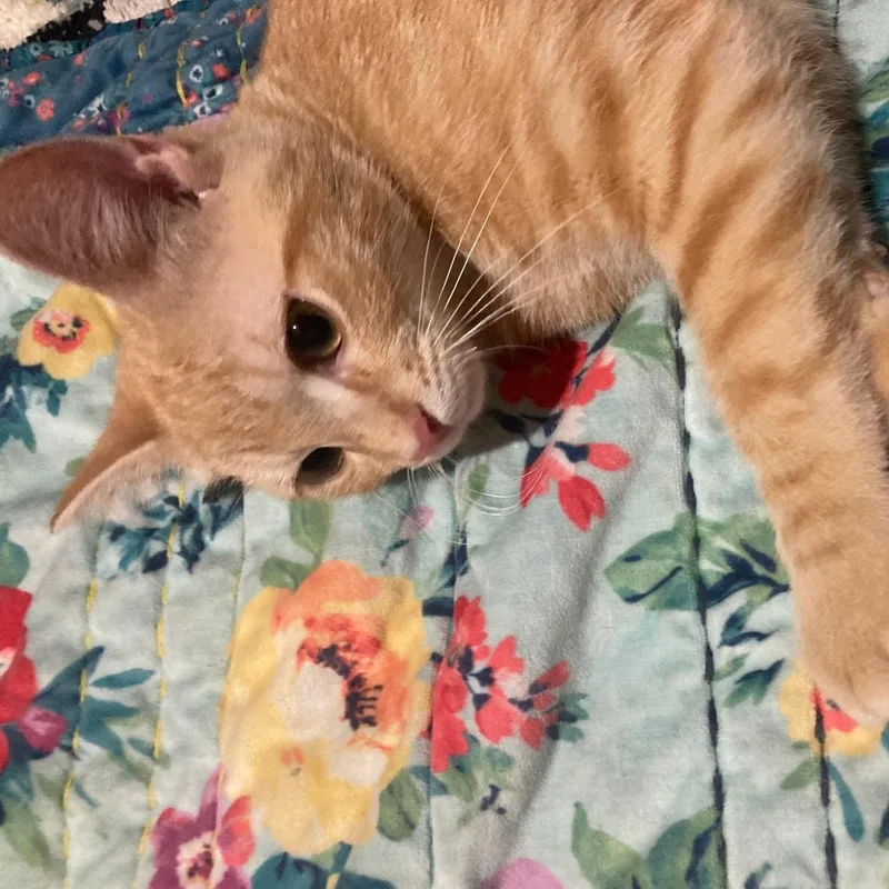 Pecan thumbnail 3