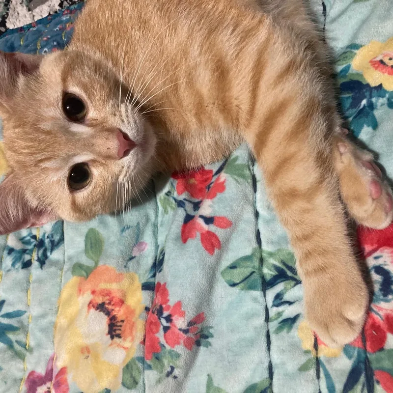 Pecan thumbnail 4