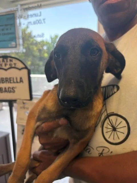A baby small-sized female German Shepherd Dog dog named Bonnie for adoption in Miami, FL