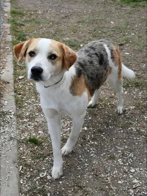 An adult medium-sized female Catahoula Leopard Dog dog named Tulip for adoption in Westminster, MD