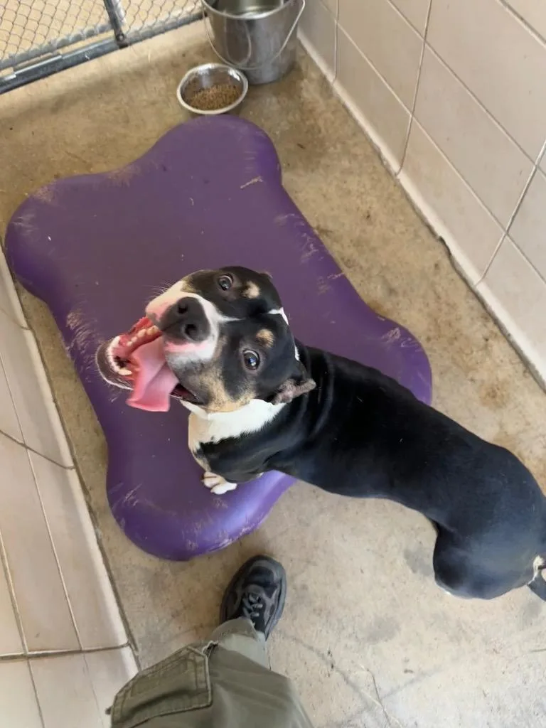 A young medium-sized male Mixed Breed dog named Snyder for adoption in Bossier City, LA