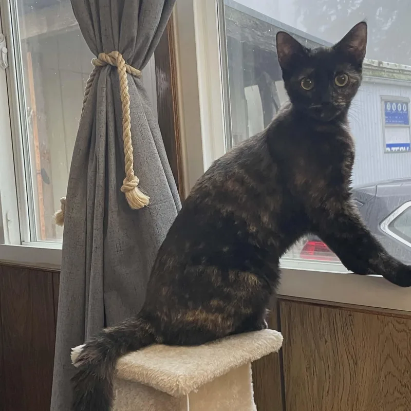 A young medium-sized female Tortoiseshell cat named Vinegar for adoption in Gladstone, OR