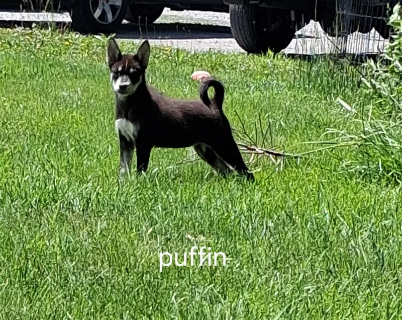 A baby medium-sized female Black Pit Bull Terrier dog named Puffin for adoption in Urbana, OH