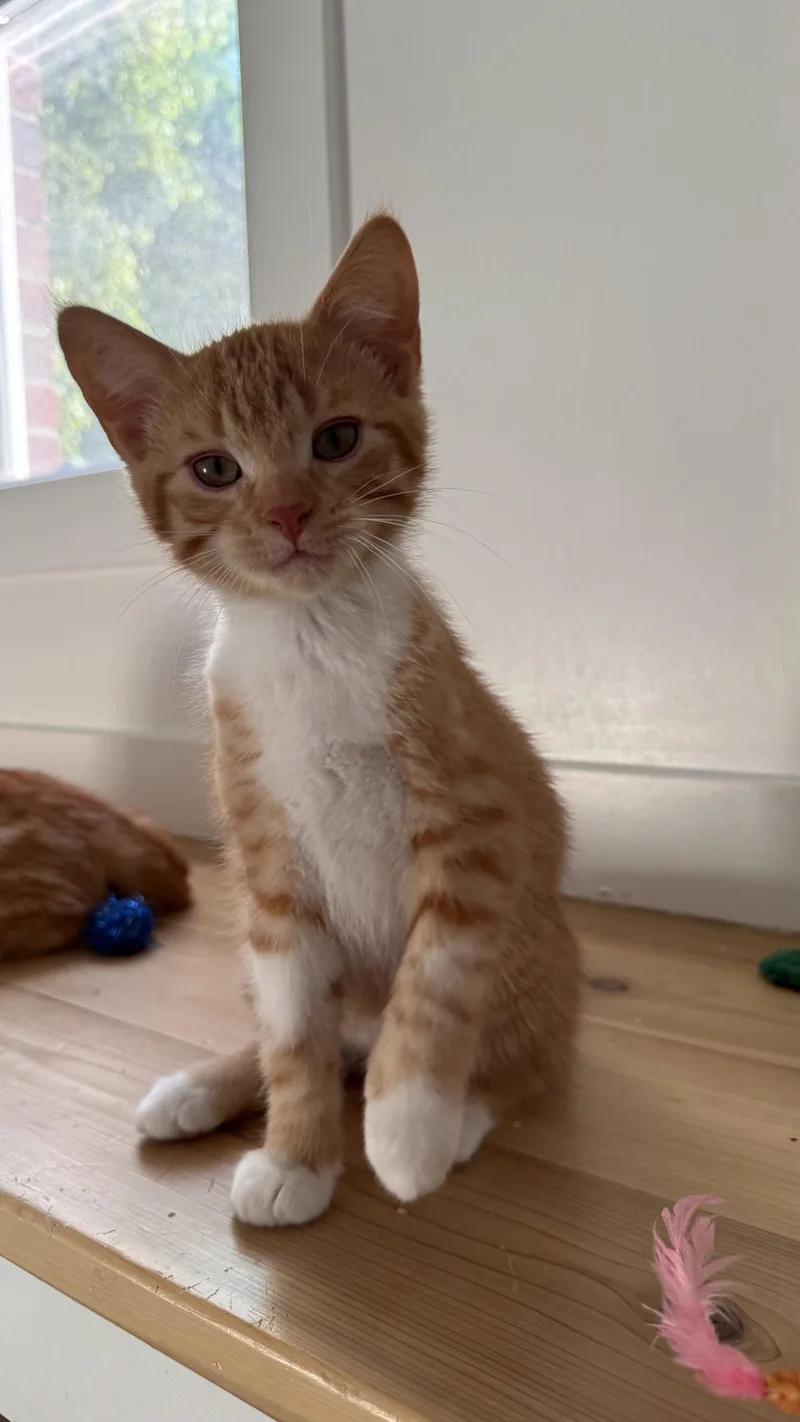 A baby medium-sized male Orange & White Domestic Short Hair cat named Ember Blaze for adoption in Walled Lake, MI