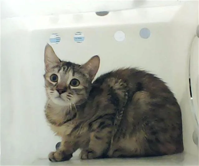 A young medium-sized female Domestic Short Hair cat named A for adoption in Fayetteville, NC