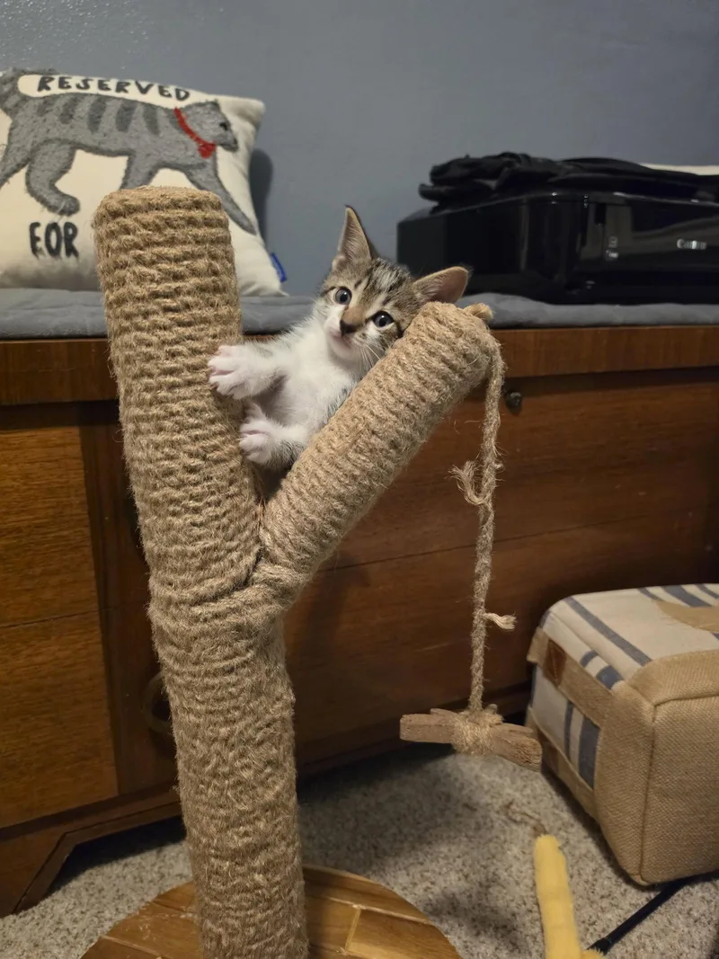A baby medium-sized female Domestic Short Hair cat named Claire for adoption in Lake Saint Louis, MO