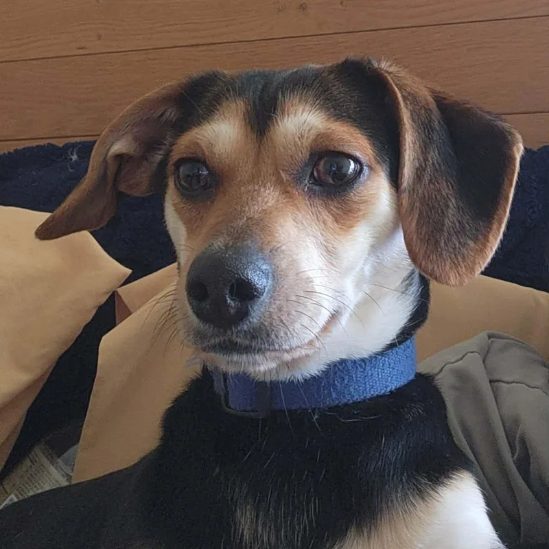 A young small-sized male Bicolor Beagle dog named Duke for adoption in Richmond, KY