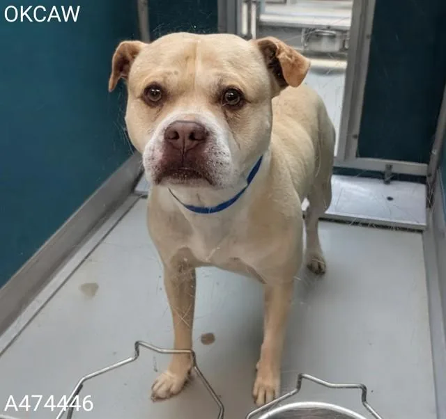 A young large-sized male Pit Bull Terrier dog named Bobby for adoption in Oklahoma City, OK