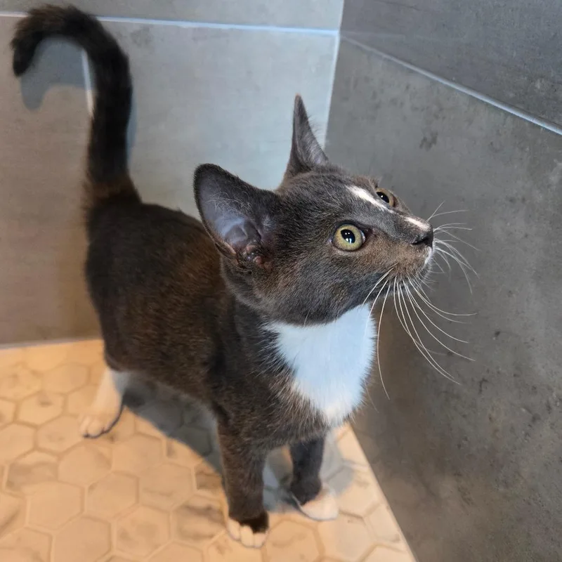 A baby small-sized male Gray / Blue / Silver Domestic Short Hair cat named Jackson for adoption in Centerville, TN