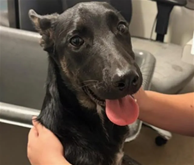 A baby medium-sized female Black German Shepherd Dog dog named Biscuit for adoption in Thousand Oaks, CA