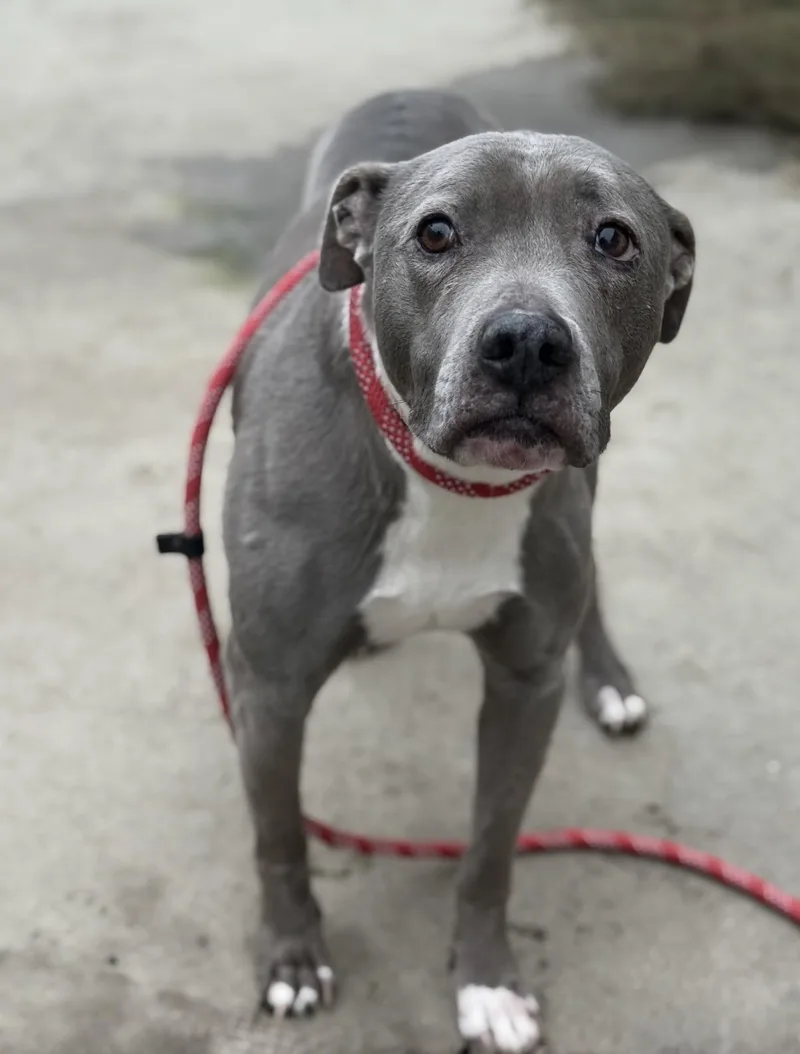 Angelica thumbnail 2