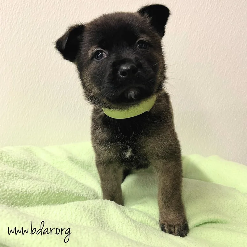 A baby medium-sized female Black Mixed Breed dog named Zing for adoption in Cheyenne, WY