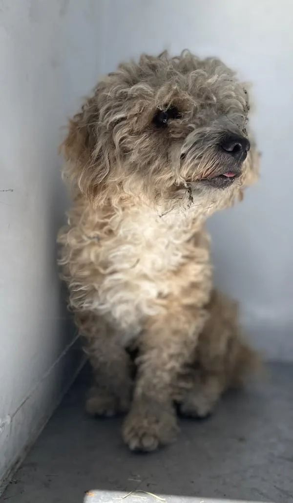 An adult medium-sized male Miniature Poodle dog named Cotton for adoption in Victorville, CA