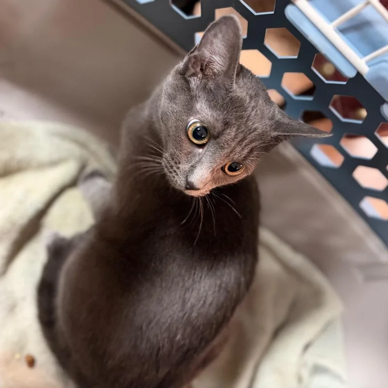 An adult small-sized female Gray / Blue / Silver Domestic Short Hair cat named Nike for adoption in New York, NY