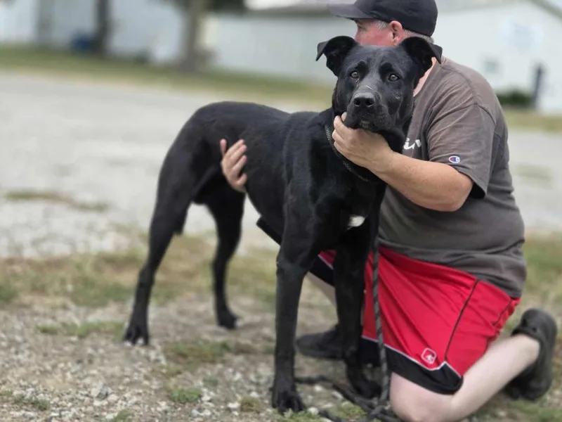 A young small-sized male Black Labrador Retriever dog named Moses for adoption in Olney, IL